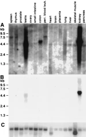 FIG. 5. Western blot analysis of the expression of huhavcr-1 in dog celltransfectants