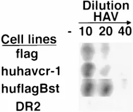 FIG. 6. Expression of huhavcr-1 at the cell surfaces of dog cell transfectants. Expression of the M2 (A) and 190/4 (B) epitopes at the cell surfaces of dog celltransfectants expressing FLAG-tagged huhavcr-1 (ﬂag cells; solid circles), FLAG-tagged huhavcr-1 (huﬂagBst cells; solid squares); and untagged huhavcr-1 (huhavcr-
