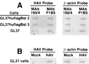 FIG. 8. Detection of HAV antigen in the cytoplasm of dog cell transfectants by indirect IF analysis