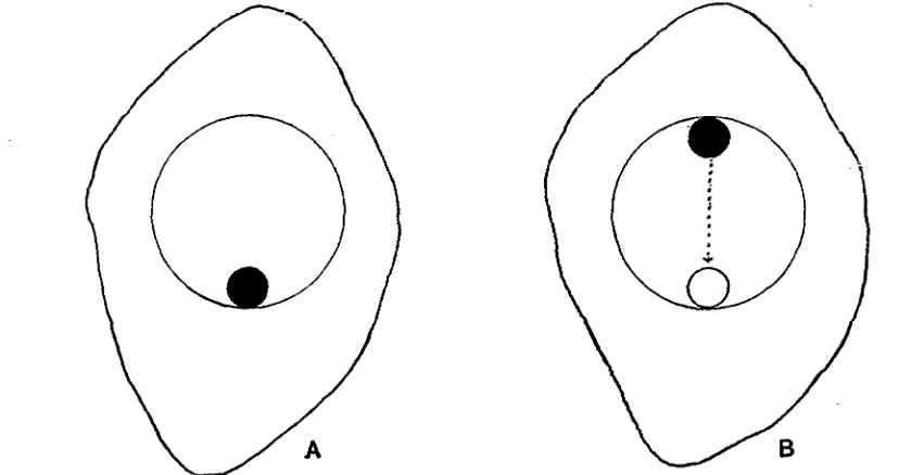 Fig. 1. Lateral view of oocyte showing in A, the position of equilibrium of the nucleolus; B, thepath followed by the nucleolus after rotating the oocyte through 1800 on a horizontal axis.