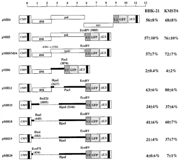 FIG. 2. Two cisBHK-21 and KMST6 cells. The results are expressed as the percentages of GFP-positive cells relative to the total number of cells analyzed and represent the meansand standard errors from four independent experiments