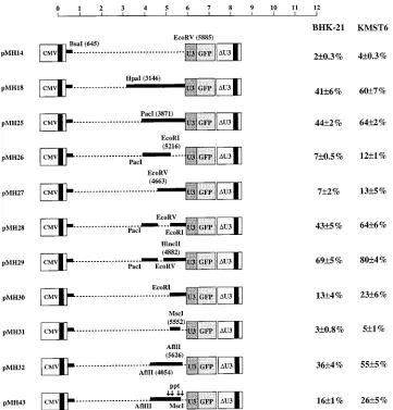FIG. 3. Fine mapping of CAS II. HFV vector deletion constructs were used to characterize the RNA element in the polstrategy described in the legend for Fig