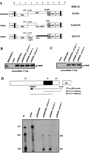 FIG. 4. Effect of CAS II on HFV protein expression and virion RNA content. The Gag-positive and Pol-negative vectors pMH5/M54, pMH38, and pMH40 wereused to determine these effects