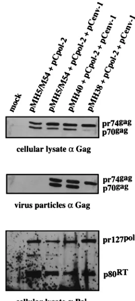 FIG. 5. Effect of CAS II on Pol function. pMH5/M54, pMH38, and pMH40were cotransfected into 293T cells together with pCpol-2 and pCenv-1