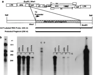 FIG. 4. p26 antigen production at 48 h in supernatants of COS-1 cells elec-troporated with HIV-2 expression plasmids