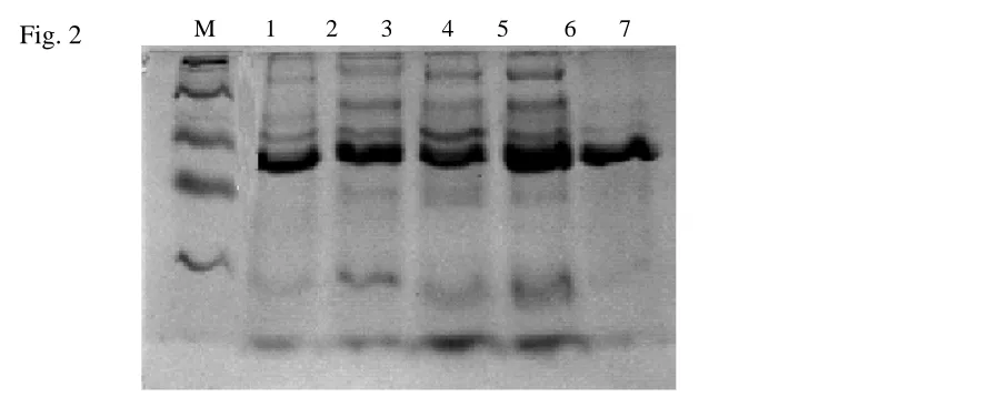 Fig. 2   