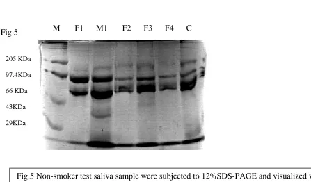 Fig.5 Non-smoker test saliva sample were subjected to 12%SDS-PAGE and visualized via 