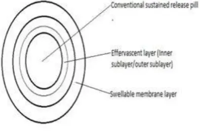 Figure 7: Multiple Unit Type Floating Pill EVALUATION OF BI-LAYER TABLETS 