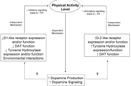 Figure 3: Proposed Schematic of the role of dopamine system in the central regulation of physical activity