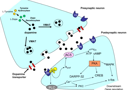 Figure 2: Representative dopaminergic synapse. The above illustration is a representative dopaminergic synapse