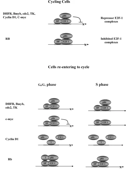 Figure 6. Models for the E2F-1 and pRb roles for target gene expression.complexescdc-2, Cyclin D1, C-myc and TK in cycling cells, the in this paper