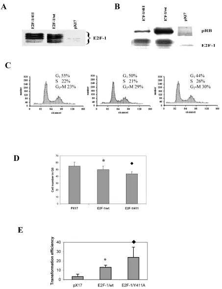 Figure 1. A. Overexpression of E2F-1/wt and E2F-1/411. Cell free extracts from an equivalent number of cells (5 X 104) of E2F-1/wt and E2F-1/411 were analyzed by immunoblotting using anti-E2F-1 specific polyclonal antibody after separation on 10% SDS-PAGE