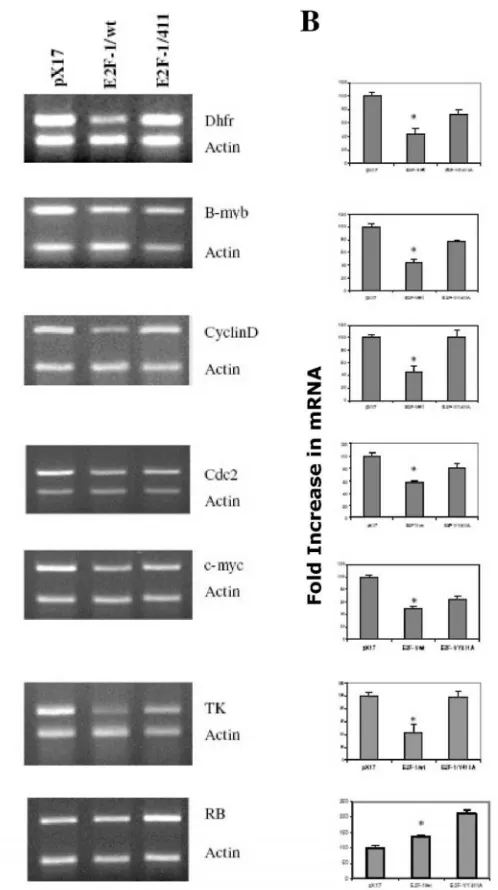 Figure 2. E2F-1 target gene expression levels in asyn-chronously growing ψ-CRE cells overexpressing E2F-1/wt, E2F-1/411 and control (pX17)