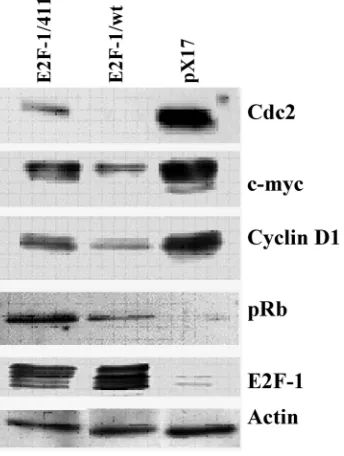 Figure 3. E2F-1 target protein expression levels in asyn-by immunoblotting using specific antibody for the indicated or E2F-1/411