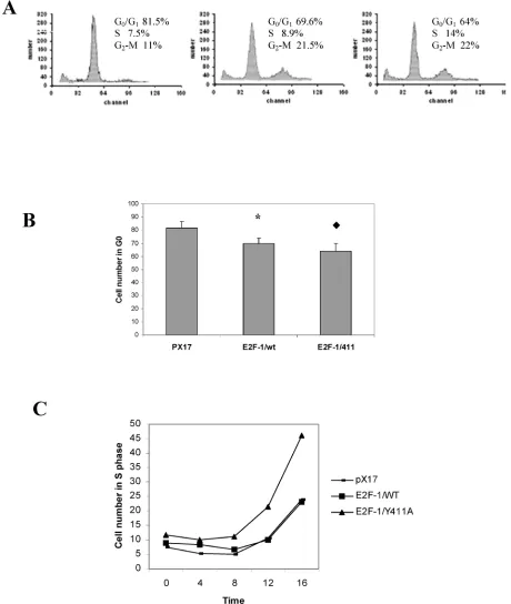 Figure 4. Cell cycle analysis of pX17, E2F-1/wt and E2F-1/411 overexpressing cells. 60 hours, at which time samples were taken and analyzed by flow cytometry