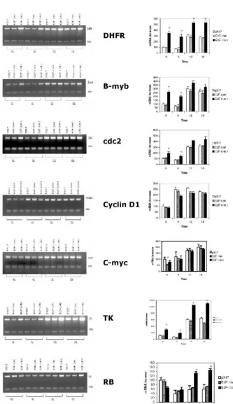 Figure 5. Roles of E2F-1 and Column)total RNA of control back into the cell cycle at time 0 as described in Materials and Methods