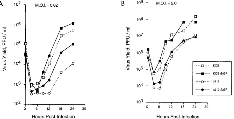 FIG. 1. Effects of growth factors on replication of nand viral yields were measured. Titers of KOS andVero cells and U2OS cells, respectively