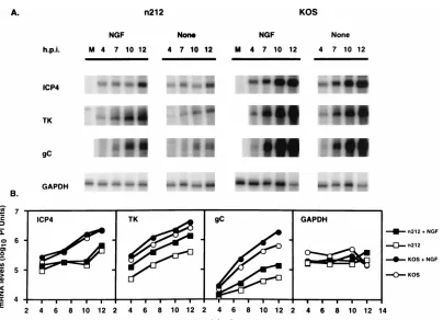 FIG. 6. NGF induces viral mRNA accumulation in infected PC12 cells. PC12 cells (5 �ng/ml) for 12 h prior to infection with 0.1 PFU of KOS or 106/60-mm-diameter dish) were mock treated or treated with NGF (100 n212 per cell