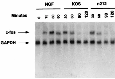 FIG. 7. ICP0 does not induce c-fosc-probe (8.8visualized by PhosphorImager analysis. The range values for the image displaydiameter dish) were treated with NGF (100 ng/ml) for 0, 15, 30, and 60 min orinfected with 5.0 PFU of KOS andCytoplasmic RNA was isol