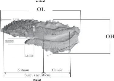 Fig. 1: Otolith morphometric viewed on a sagittal otolith in Parastromateus niger
