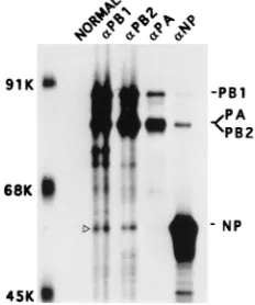 FIG. 3. Interaction of NP with PB1 and PB2 in coexpressing cells. COS1 cells were infected with VTF7.3 at an MOI of 5 and transfected alone with pGEM NPg), pGEM PB1 (3g), pGEM PB2 (3g), or pGEM PA (2g) or cotransfected pairwise as indicated ()