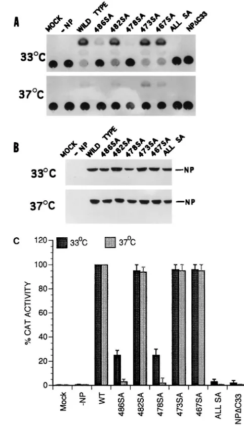 FIG. 7. Effects of SA mutations on the binding of NP IV to PB2. COS1 cellswere infected with VTF7.3 at an MOI of 5 and then transfected with either pET