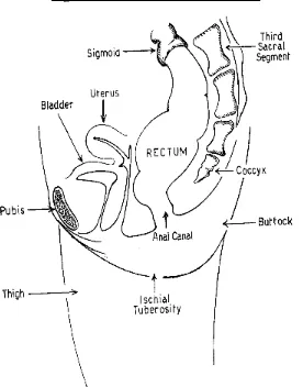 Figure 1: The rectum and anal canal. 