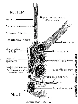 Figure 6: Coronal section showing anorectal muscles. 