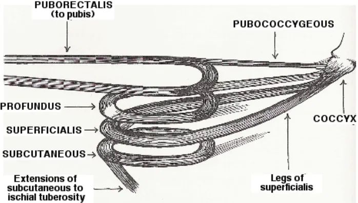 Figure 8: The intermuscular sulcus. 