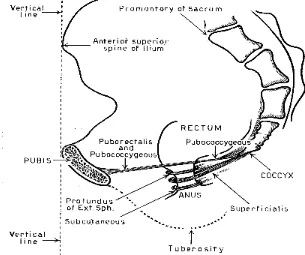 Figure. 9: This drawing shows the muscles, superficialis, and subcutaneous  pulled laterally to show the profundus above and the levator plate