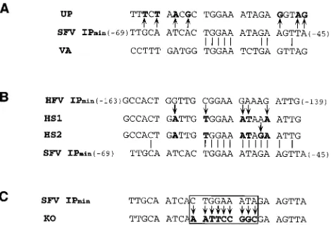TABLE 1. Biological activity of Tas DNA binding-sitemutants in yeast cells