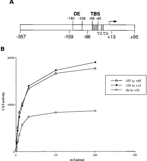 FIG. 4. Activity of the SFV-1 IP in mammalian cells. (A) Structure of theSFV-1 IP. Functionally important elements include a TATA box, the Tas DNA
