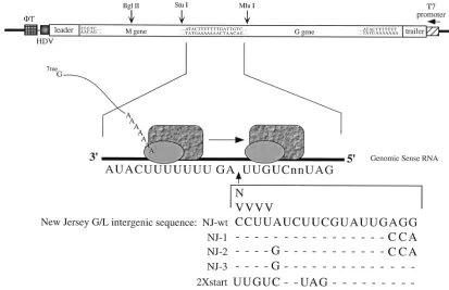FIG. 1. Sequences of GMMG intergenic insertion mutants. A diagram of pBS-GMMG is shown