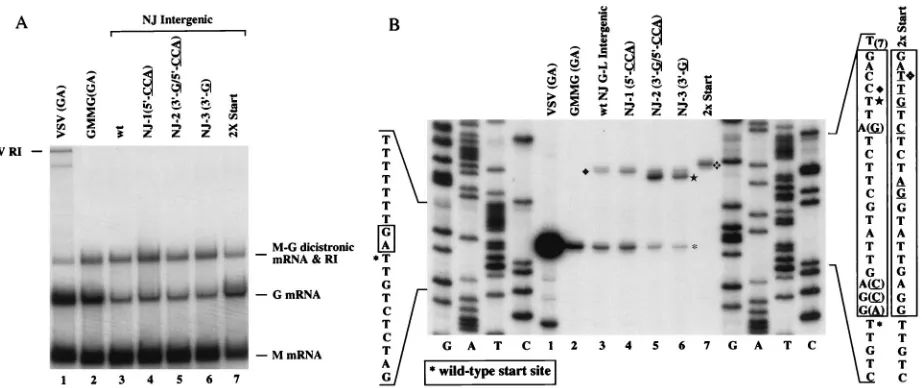 FIG. 5. Mutagenesis of the 21-nucleotide G-L intergenic region from VSV New Jersey, Ogden strain
