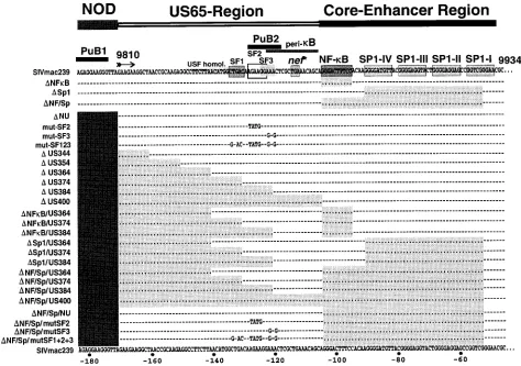 FIG. 2. Mutations in the SIVmac239 U3 region. The SIVmac239 sequence has been published by Regier and Desrosiers (32)