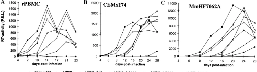 FIG. 6. Replication of SIVmac239 LTR variants containing deletions in the US region in conjunction with NF-�p27 derived from transfected CEMx174 cells was used for infection
