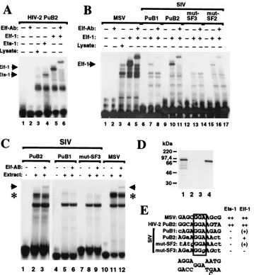 FIG. 9. Binding of Elf-1 to the SIVmac239 PuB sites. (A) Elf-1 and Ets-1 bind to the HIV-2 PuB2 element