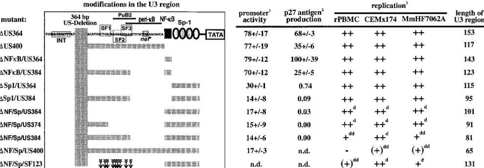 FIG. 10. Biological effects of some mutations in the SIVmac239 U3 region investigated in this study