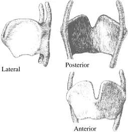 Fig.No.3 Thyroid cartilage43 