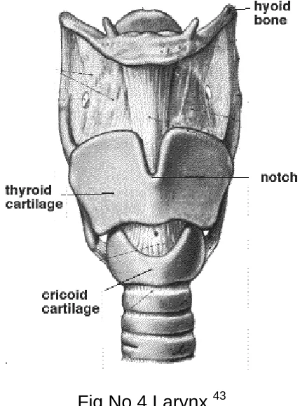 Fig No.4 Larynx 43 