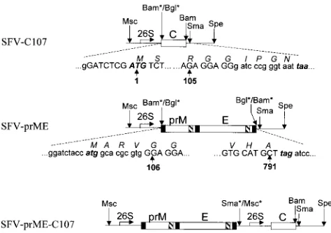 FIG. 1. Schematic representation of the recombinant SFV constructs. Thesolid line in all constructs represents the segment of the SFV replicon genome
