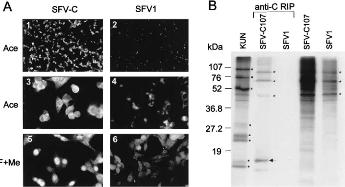 FIG. 2. Expression of KUN C protein by the recombinant SFV-C107 replicon. (A) IF analysis of BHK21 cells at 18 h after transfection with SFV-C107 RNA (panels1, 3, and 5) by using KUN anti-C antibodies or of cells transfected with the control SFV1 RNA prepa