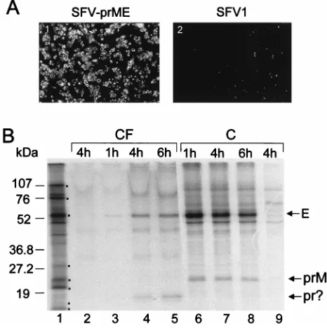 FIG. 3. Expression of the KUN prME genes by the recombinant SFV-prMEreplicon. (A) IF analysis of SFV-prME- and SFV1-transfected BHK21 cells at