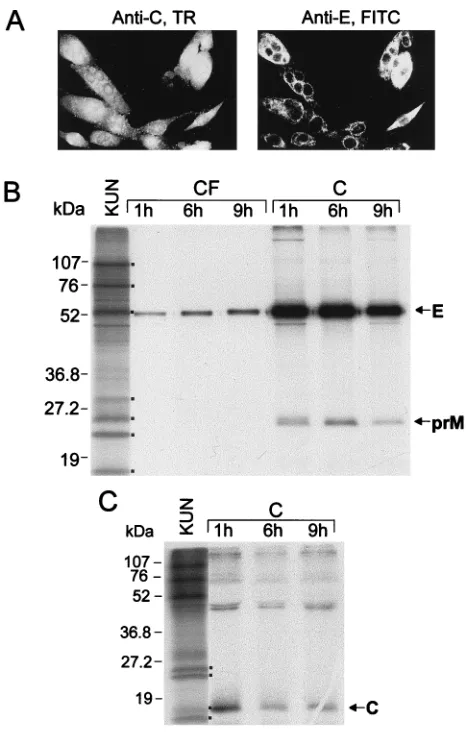 FIG. 4. Expression of all three KUN structural proteins by the recombinantSFV-prME-C107 replicon