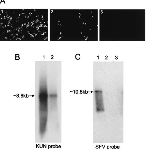 FIG. 6. Optimization of conditions for packaging of KUN replicon RNA.Northern blot analysis of BHK21 cells infected with ﬁltered and RNase-treated