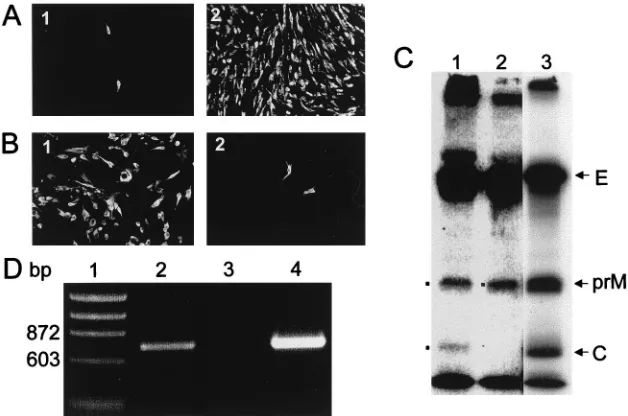 FIG. 7. Characterization of infectious particles. (A) Neutralization of infectivity of encapsidated particles, released from cells transfected sequentially withC20DXrep and SFV-prME-C107 RNAs (as in Fig