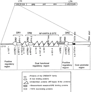 FIG. 6. Functional regions of the BLV U3. The genome structure of the whole BLV provirus is shown at the top