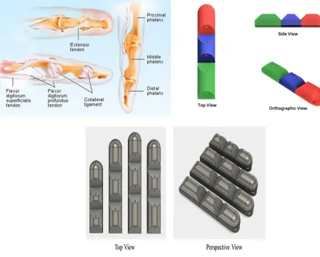 Fig. 1  Comparison between the anatomies of human fingers with robot fingers. 
