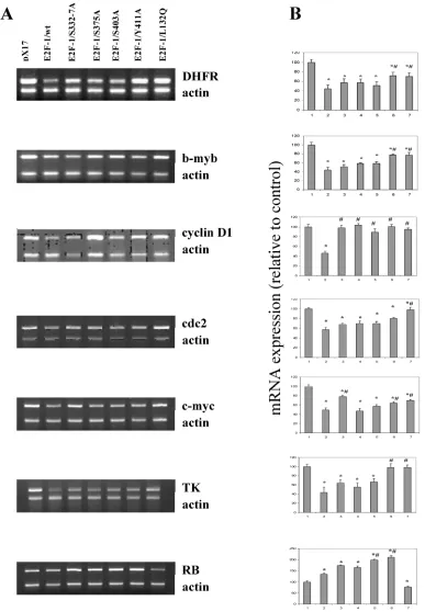 Figure 7. Expression levels of the target genes in asynchronously growing ψ-CRE cells overexpressing E2F-1/wt and E2F-1/mutants
