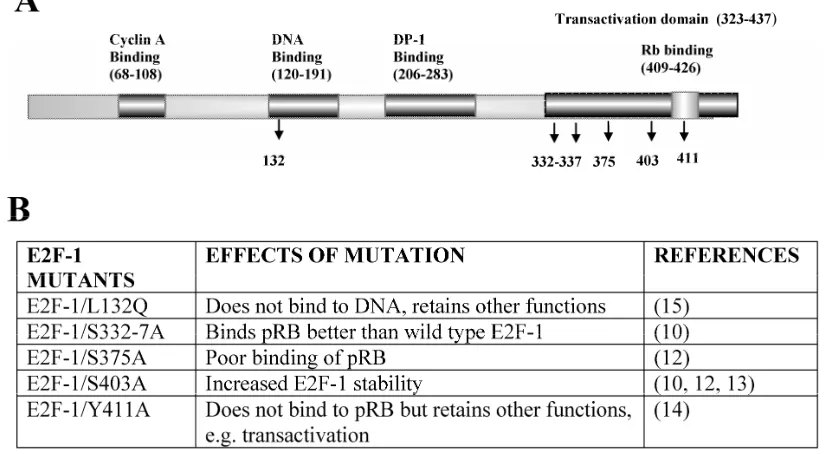 Figure 1. E2F-1 mutants used in the present study. A. Schematic representation of the functional domains of E2F-1 and mutation sites